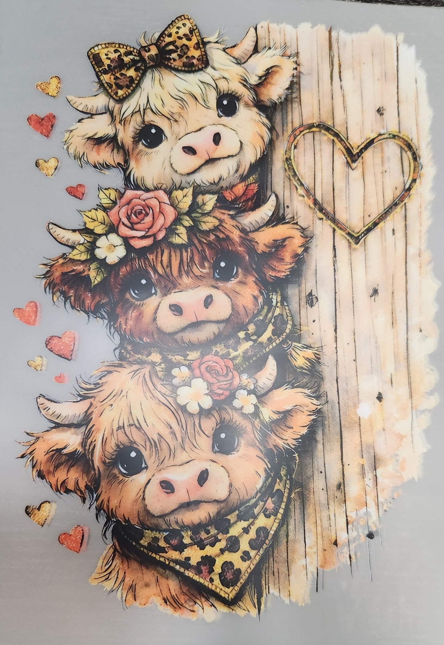 3 baby highland cows