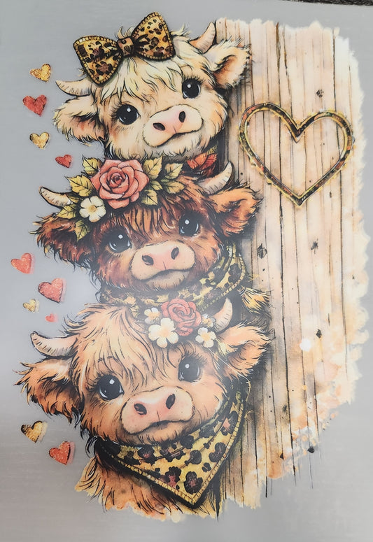 3 baby highland cows